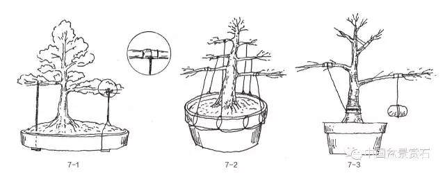 零基础盆景人进阶之路 盆树拉枝 吊枝技术连载十二