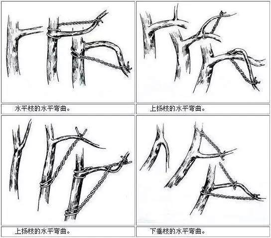 这几种方法让盆景“整容”