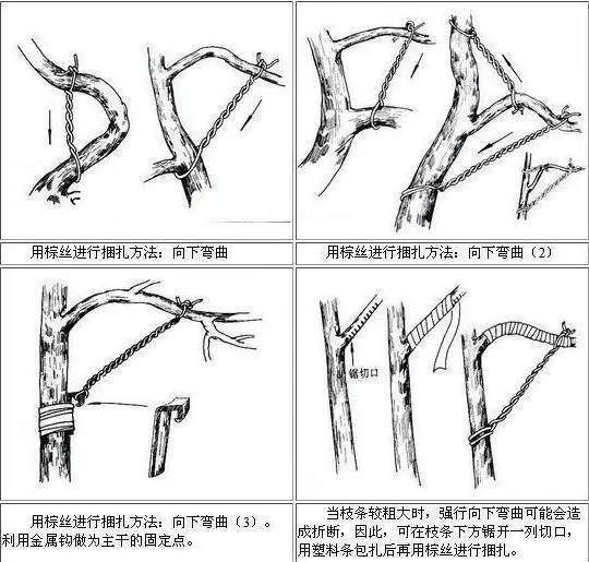 图解 这几种方法让盆景整容