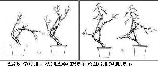 图解 这几种方法让盆景整容