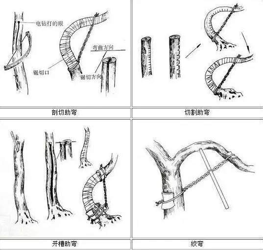 图解 这几种方法让盆景整容