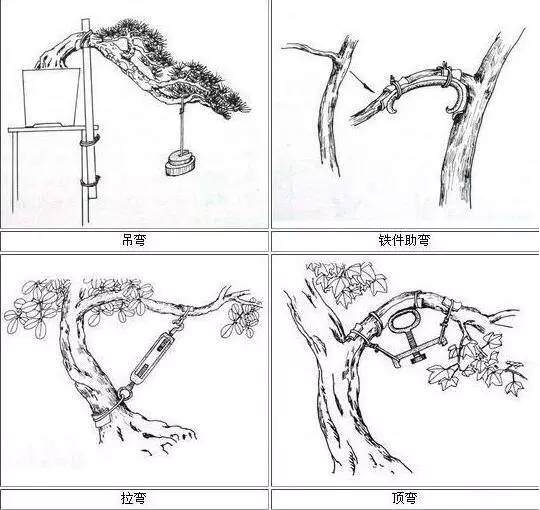 图解 这几种方法让盆景整容