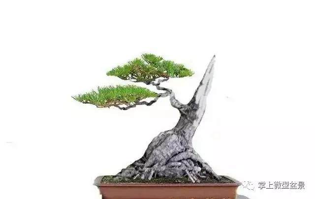 九里香盆景造型之“蓄枝截干法”