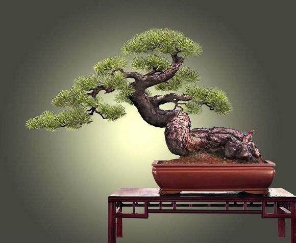 山松盆景的蓄枝造型