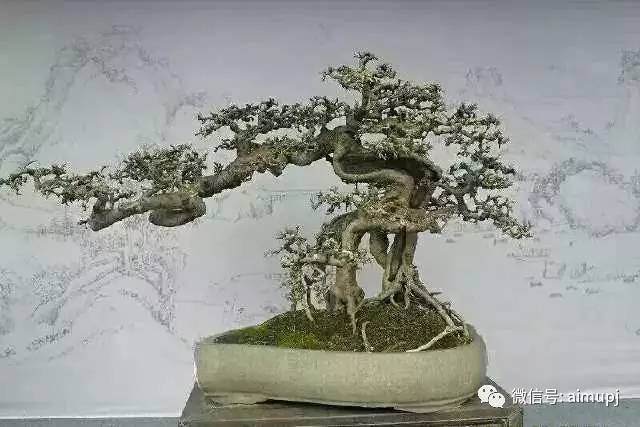 盆景素材栽种前的处理和栽种，这样的栽种姿势才正确