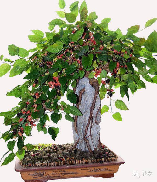 桑树盆景的制作与养护
