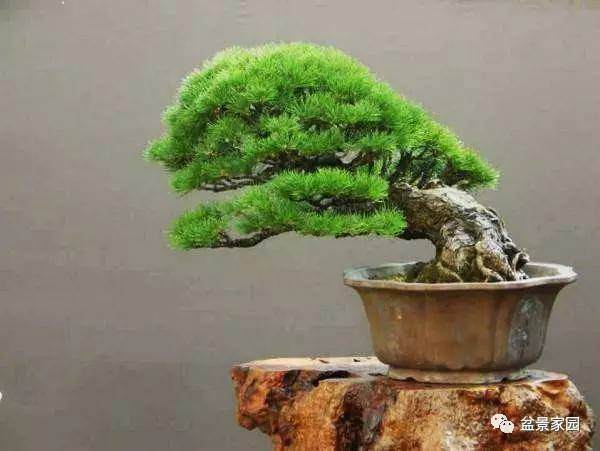 如何打造一盆紧致马尾松盆景?告诉你缩枝逼芽的的方法