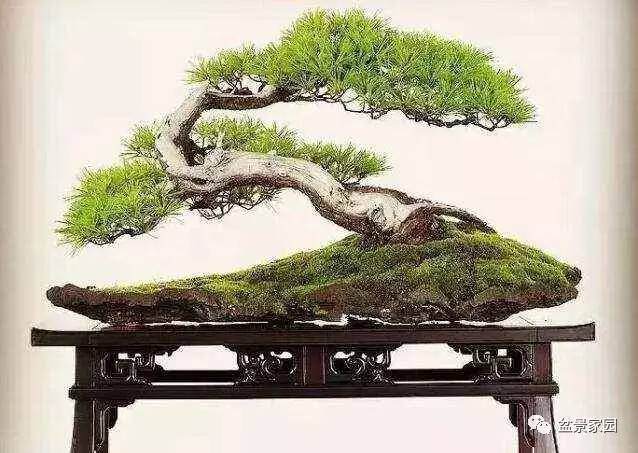 高手们用这些方法给马尾松盆景造型,让你少走弯路