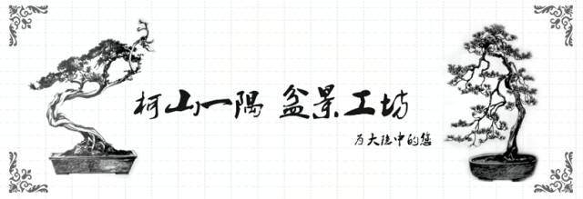 “柯山一隅”盆景作品比赛征集啦~
