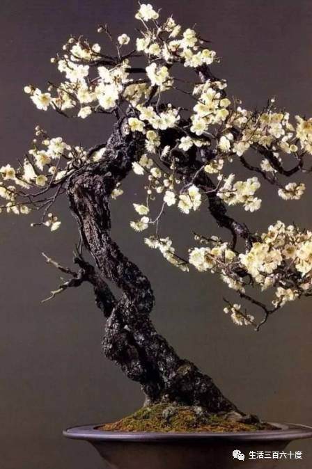 湖北省第五届盆景评比展暨&ldquo;荆楚谣&rdquo;杯盆景展