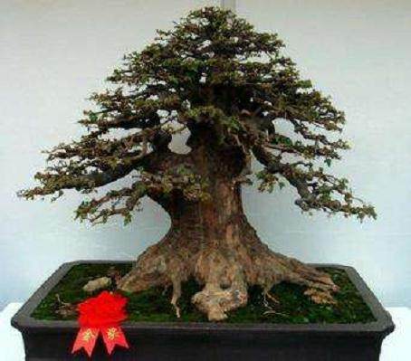 第三届中国盆景学术研讨会在武汉隆重举行