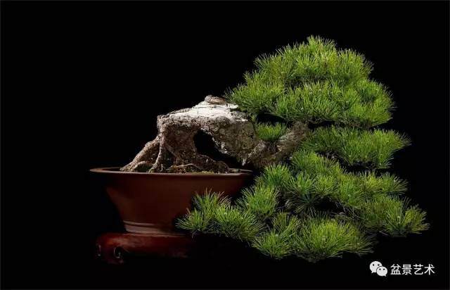 黑松盆景制作方法