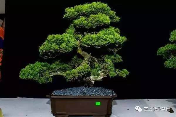 盆景养护,繁琐的流程一流的作品