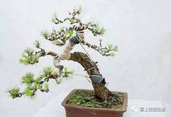 飕飕长的盆景，该如何剃一个漂亮的头？