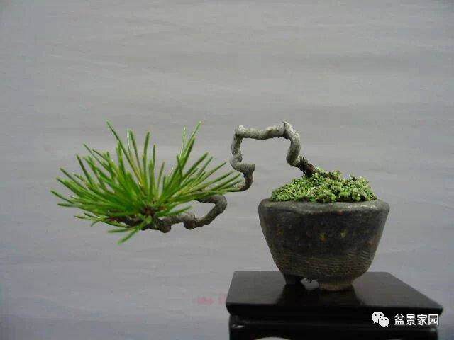 盆景盘扎整型技巧,让你在制作或润饰盆景时有更多的发挥空间