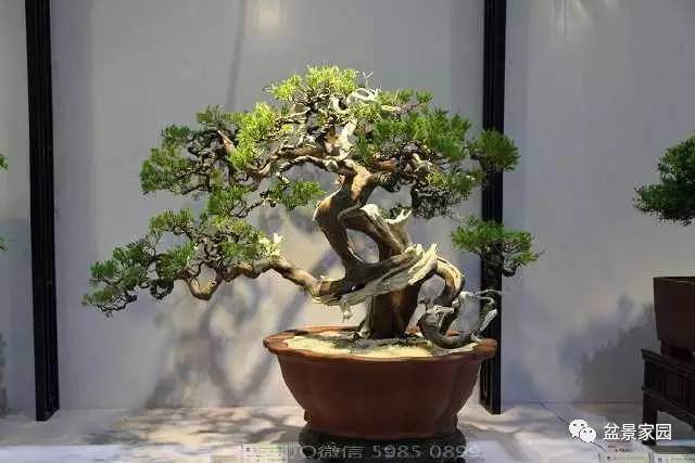 玩盆景要有这&ldquo;四戒&rdquo;