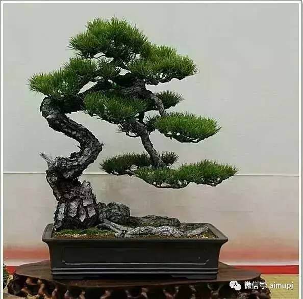 五针松盆景缺枝怎么办？最见效的办法是嫁接，告诉你五针松嫁接的方法