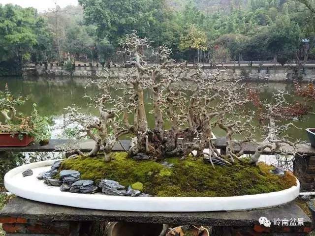 粤北盆景宛如天成