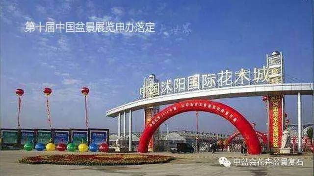 茁壮成长中的江苏盆景协会联盟