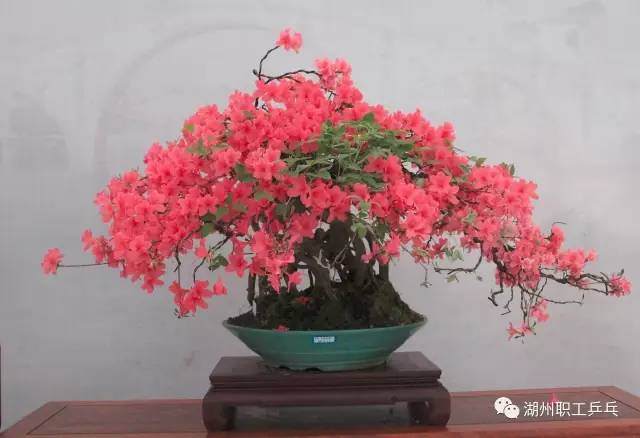 中国杜鹃盆景第一镇双林迎来第二届乒乓球团体赛