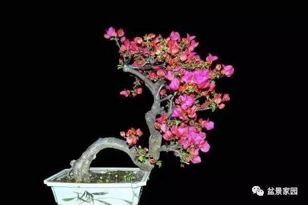 夫妻感情和家里的植物也有关,有些盆景植物千万别往家里搬