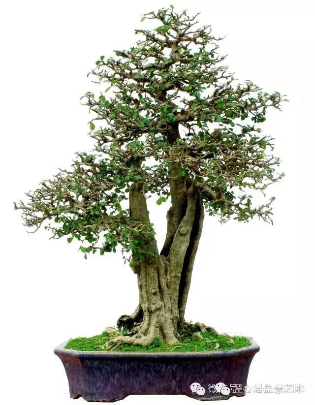 适合为好 相得益彰—— 岭南盆景用盆浅谈