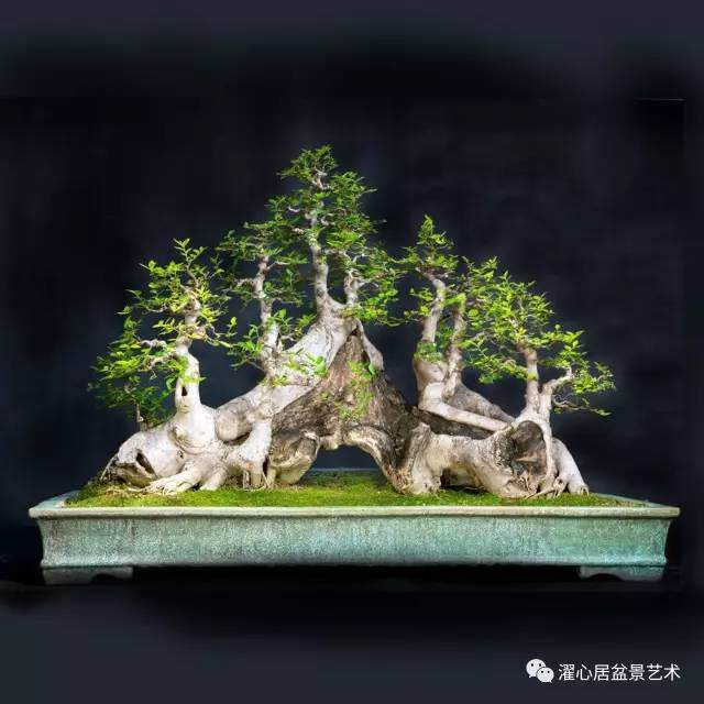 岭南盆景怎么用盆浅谈