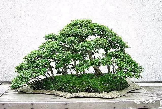 丛林式盆景怎么制作