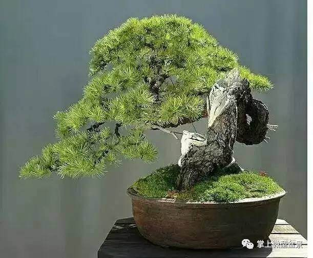 玩松树者不可忽视的几个问题,松树树盆景养护有讲究