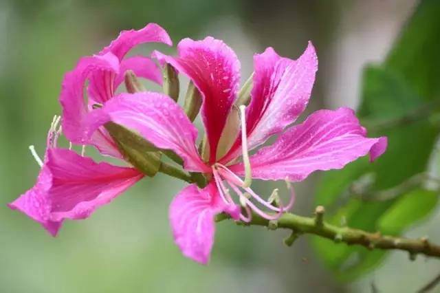 紫荆花盆景的养殖方法