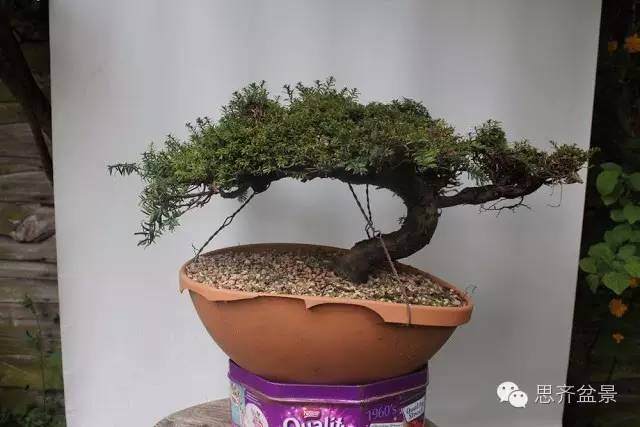 化腐朽为神奇的红豆杉盆景