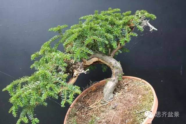 图解 怎么化腐朽为神奇的红豆杉盆景