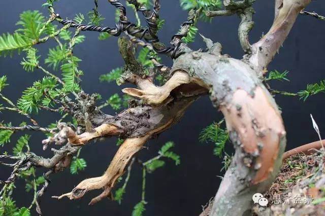 图解 怎么化腐朽为神奇的红豆杉盆景