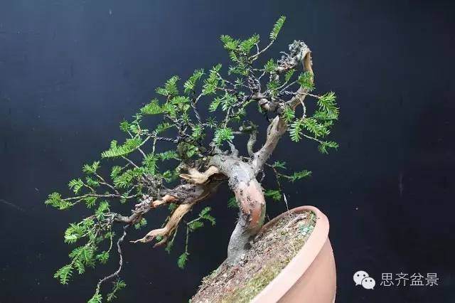 图解 怎么化腐朽为神奇的红豆杉盆景