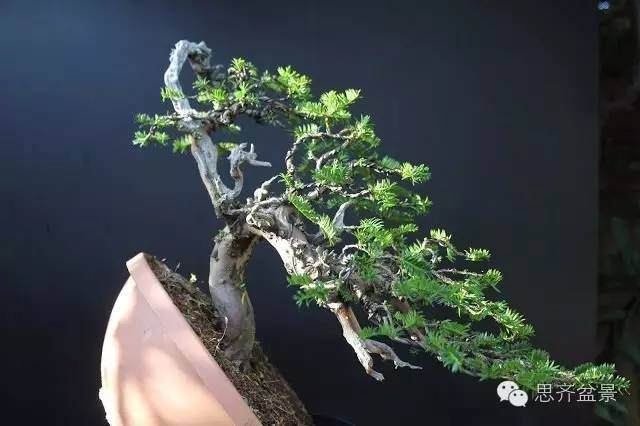 图解 怎么化腐朽为神奇的红豆杉盆景