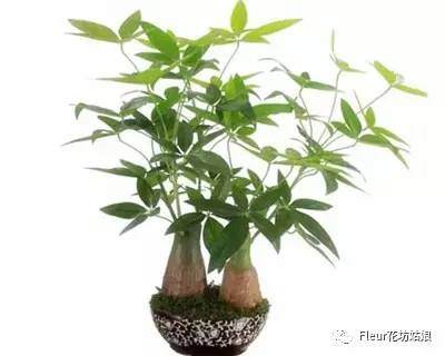 发财树盆景怎么养？