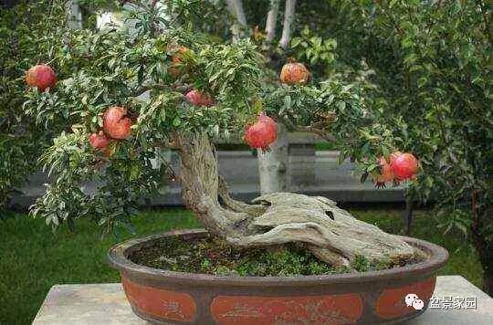 看看玩石榴盆景的朋友是如何养护的?