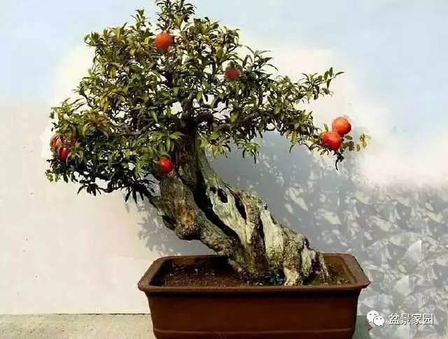 树桩盆景的上盆与病害防制