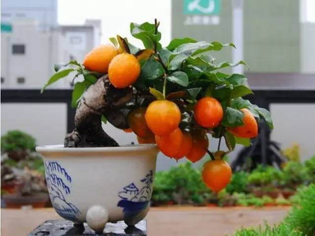 每天都能体验丰收快乐的盆景