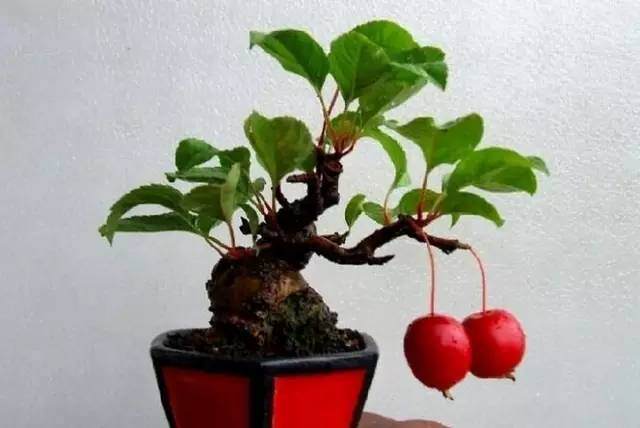 每天都能体验丰收快乐的盆景