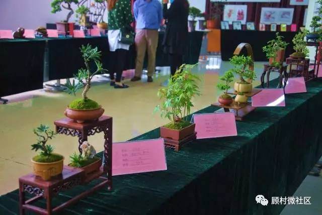 盆景靓家园 &mdash;&mdash;文宝苑首届&ldquo;城大杯&rdquo;盆景展开幕