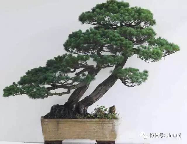 马尾松老桩盆景怎样养坯的方法