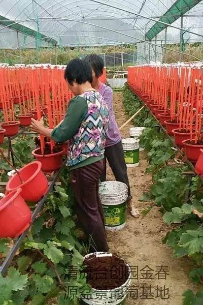 清流台创园:加强盆景葡萄管理 确保提前上市