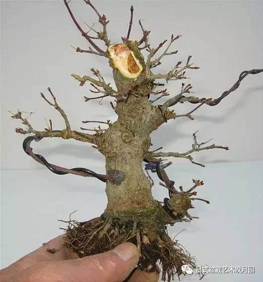 “本是同根生”盆景一本多杆制作法