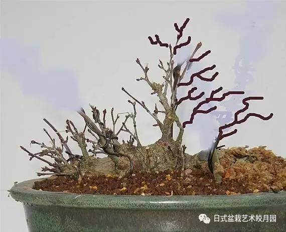 本是同根生盆景一本多杆制作法 图片