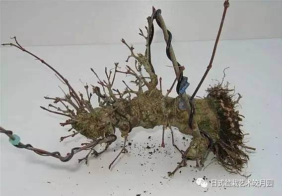 本是同根生盆景一本多杆制作法 图片