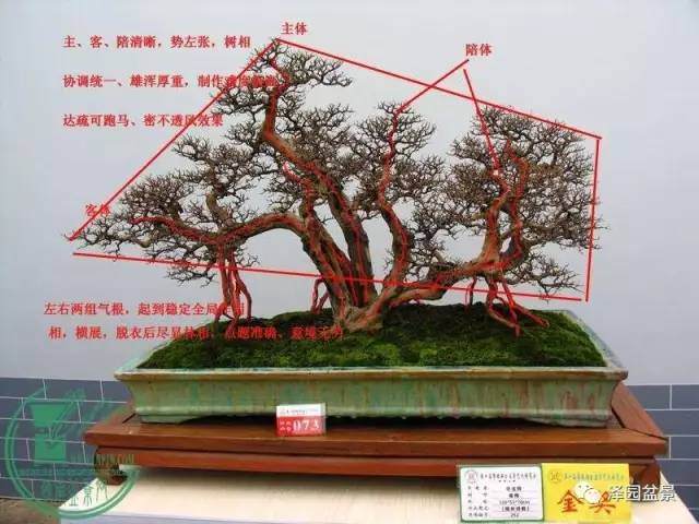 横林待鹤--诗情画意是盆景的永恒