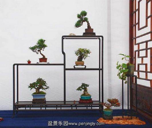 环境科学与工程学院 举办&ldquo;乐在环工之盆景齐秀&rdquo;活动