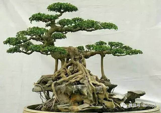 盆景艺术鉴赏的三个要领：观、品、悟