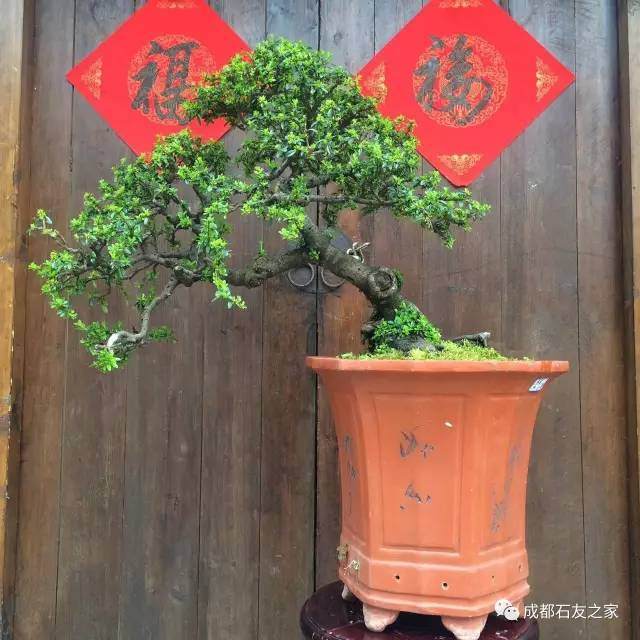 盆景：赏心悦目、风雅清幽、陶冶情趣、丰富生活